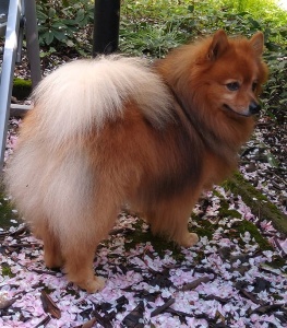 Big Nikita vom Ahornhain