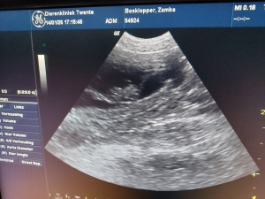 Echo van de dracht bij Dazzling Flash Zamba, januari 2026